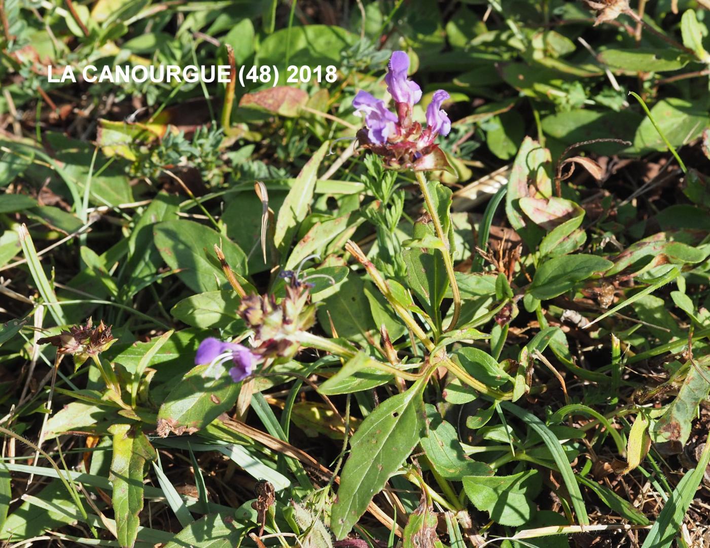 Self-Heal, Large plant